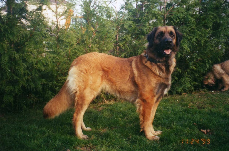 kinghern Carolina of Heidamy dit "AMY"