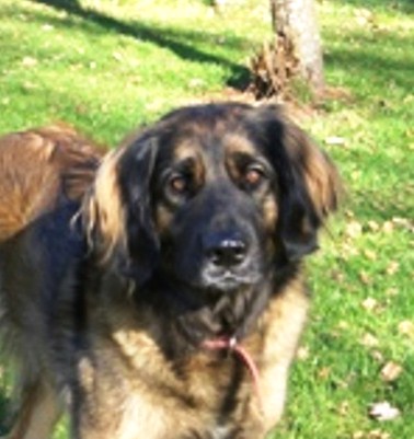 Fenca von denderlowe
