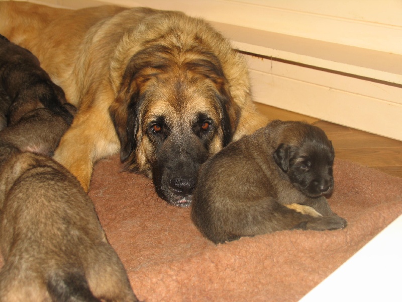 de la Magie de Heidamy - Leonberger - Portée née le 23/07/2012