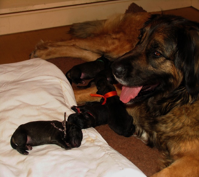 de la Magie de Heidamy - Leonberger - Portée née le 03/03/2011