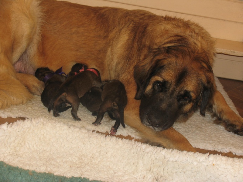 de la Magie de Heidamy - Leonberger - Portée née le 31/01/2015
