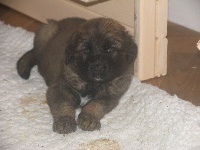 CHIOT