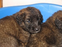 CHIOT