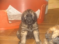 CHIOT