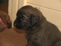 CHIOT