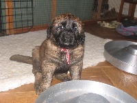 CHIOT