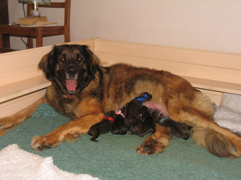 de la Magie de Heidamy - Leonberger - Portée née le 28/03/2010