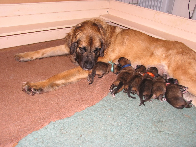 de la Magie de Heidamy - Leonberger - Portée née le 18/03/2014